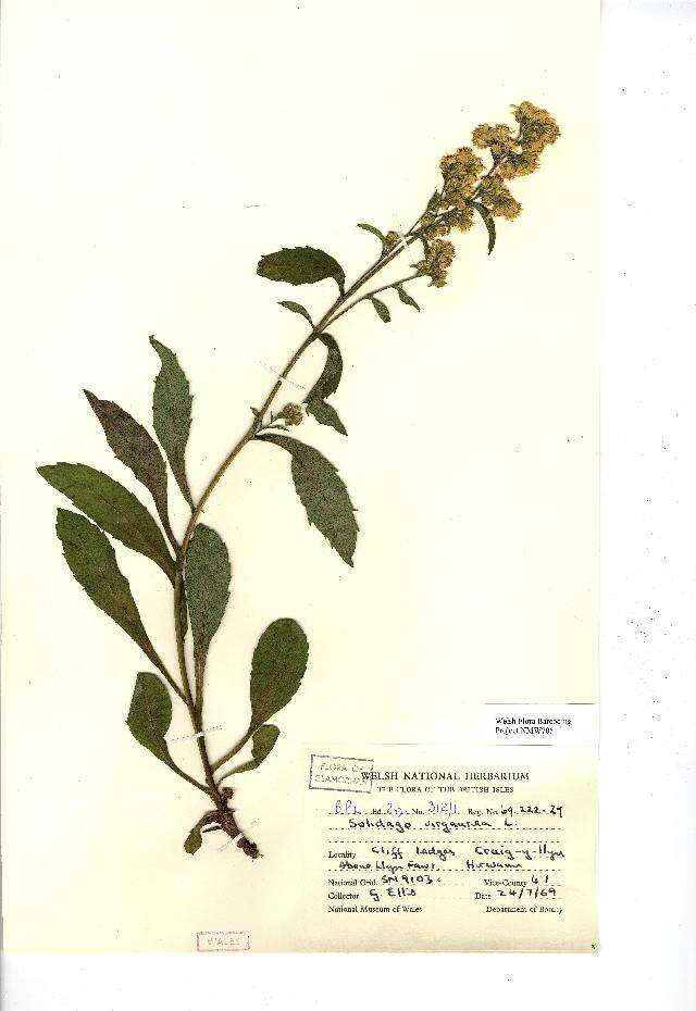 Image of goldenrod