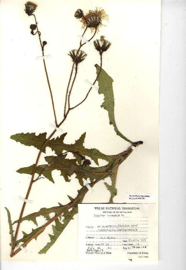 Plancia ëd Sonchus arvensis L.