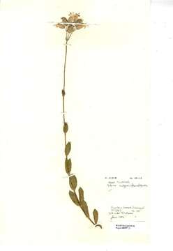 Image of Bladder Campion