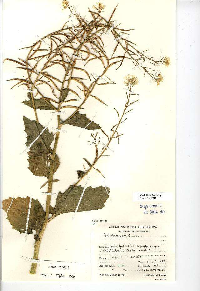 Image of charlock mustard