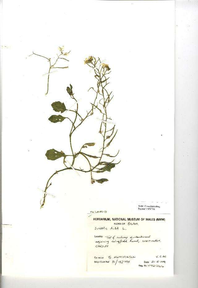 Image of white mustard