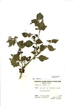 Image of European Black Nightshade