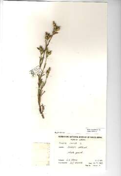 Image of striped corn catchfly