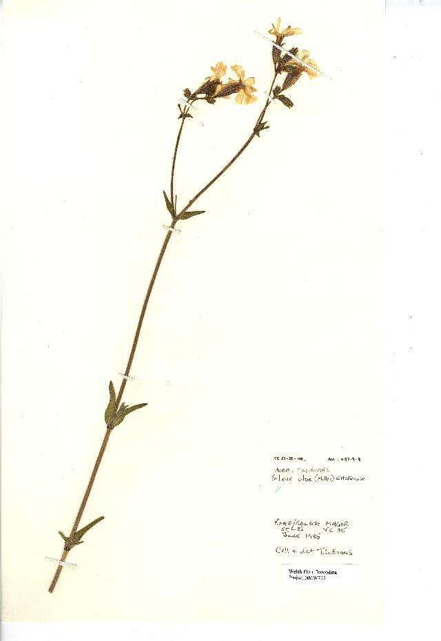 Слика од Silene latifolia Poir.