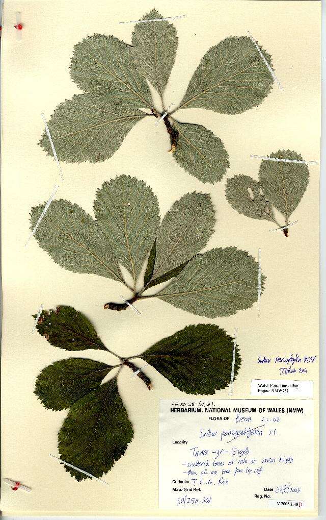 Image of Aria stenophylla (M. Proctor) Sennikov & Kurtto