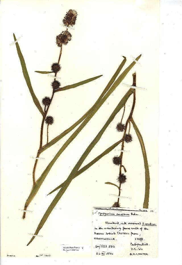 Image of European bur-reed