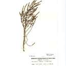 Image of Salicornia procumbens subsp. procumbens
