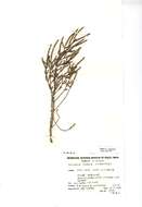 Image of Salicornia procumbens subsp. procumbens