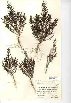 Image of Salicornia ramosissima J. Woods