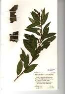 Image of Almond-leaved Willow