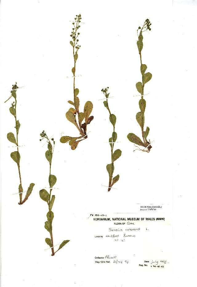 Image of seaside brookweed