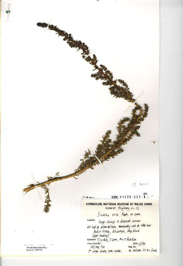 Image of alkali seepweed