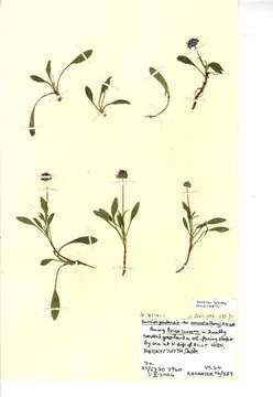 Image of Devil’s Bit Scabious