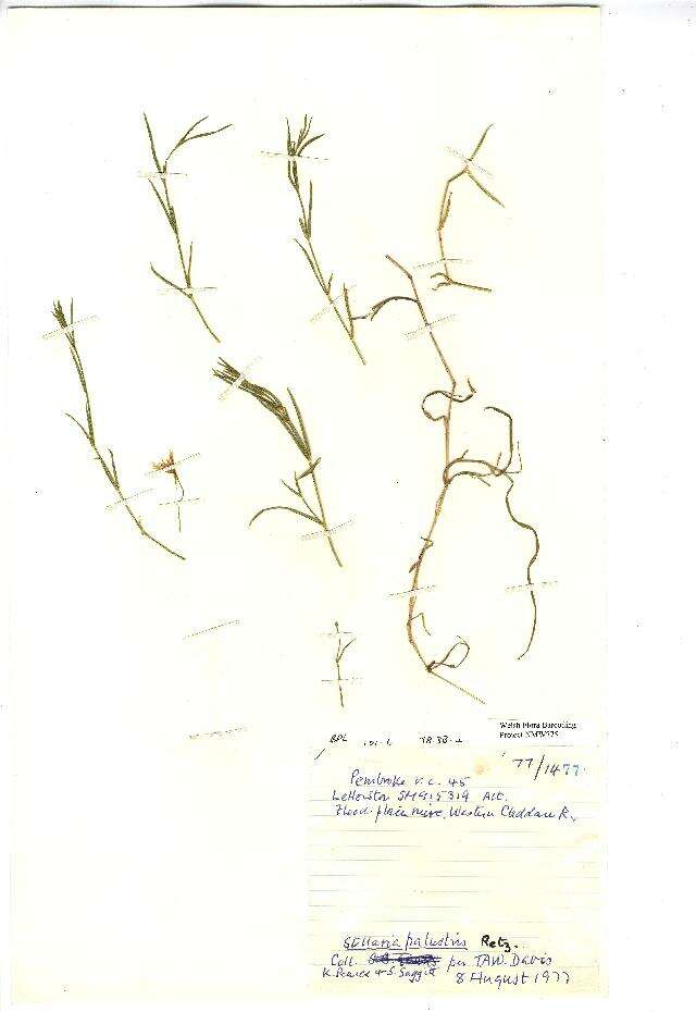 Image of marsh stitchwort