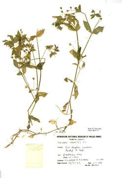 Image of common chickweed