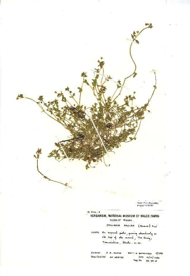 Image of Common chickweed