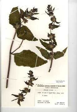 Image of Limestone Woundwort