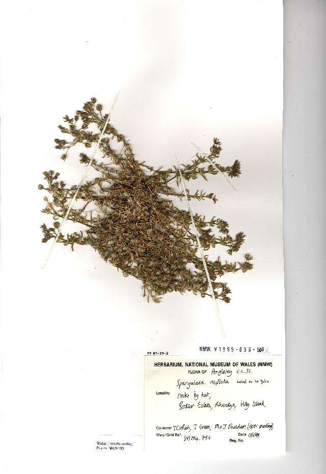 Image of Spergularia rupicola Le Jolis