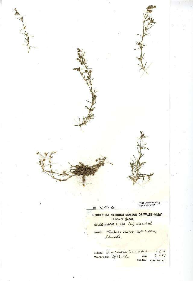 Image of Spergularia rubra