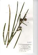 Image of Branched Bur-reed