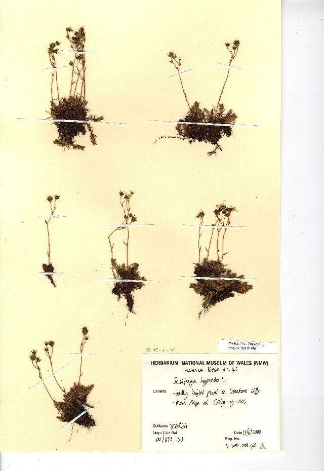 Image of Saxifraga hypnoides L.