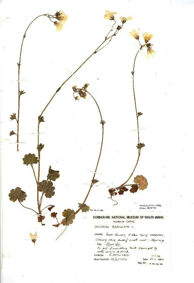 Plancia ëd Saxifraga granulata L.