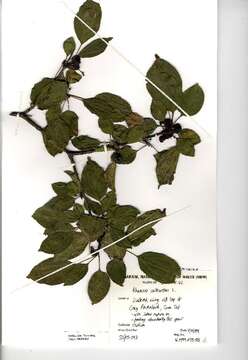 Image of common buckthorn