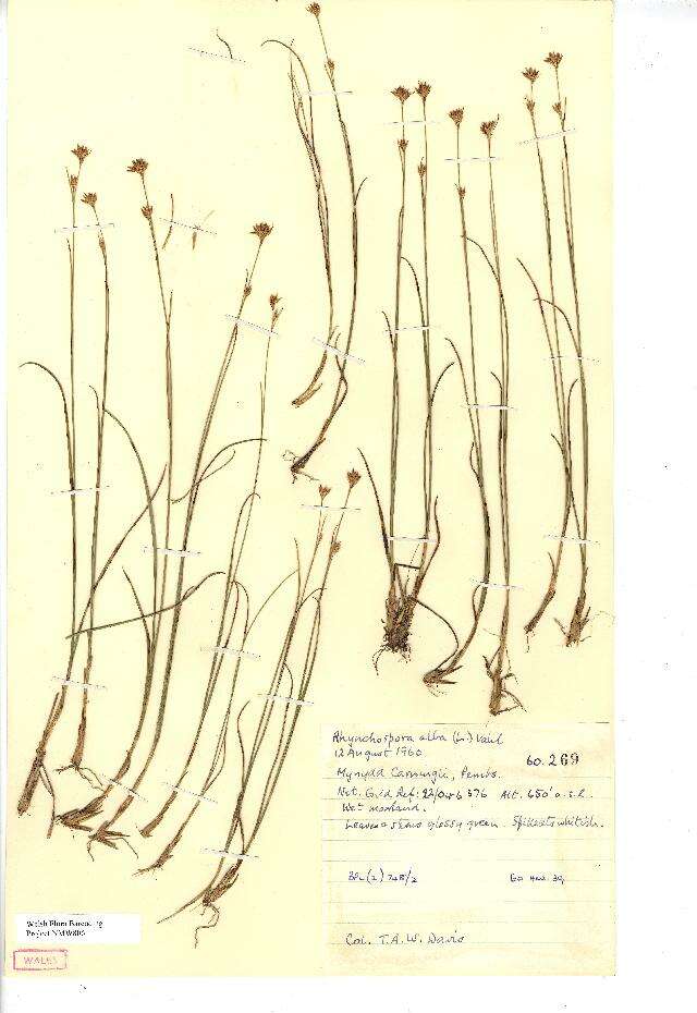 Plancia ëd Rhynchospora alba (L.) Vahl