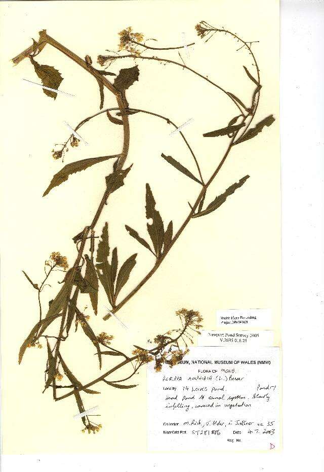 Image of Great Yellow-cress