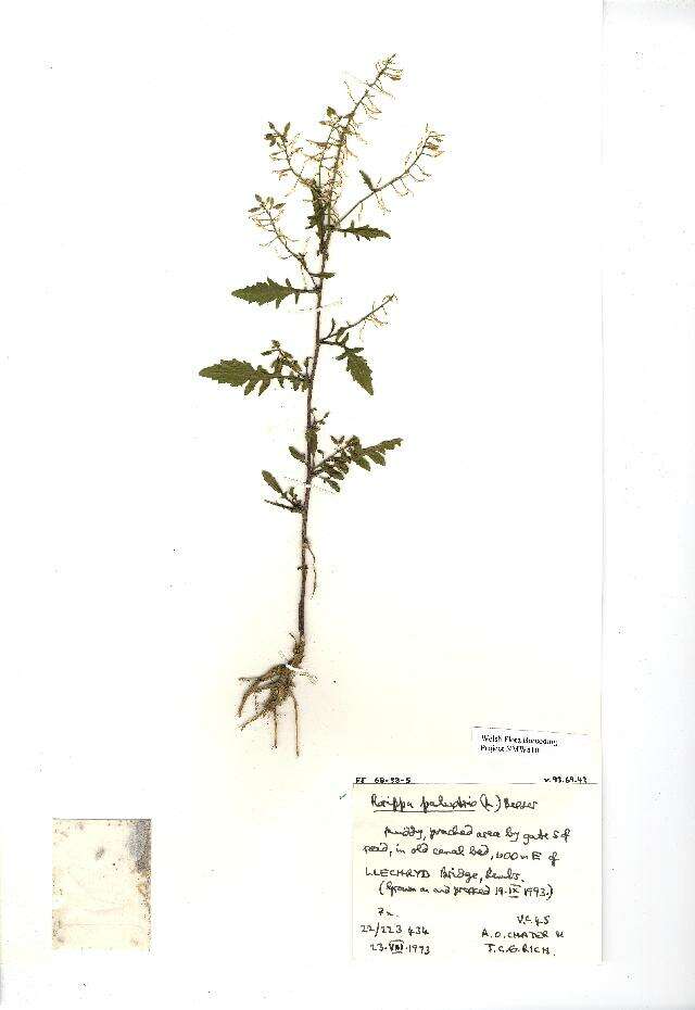 Image of bog yellowcress