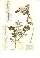 Слика од Nasturtium microphyllum (Boenn. ex Rchb.) Rchb.