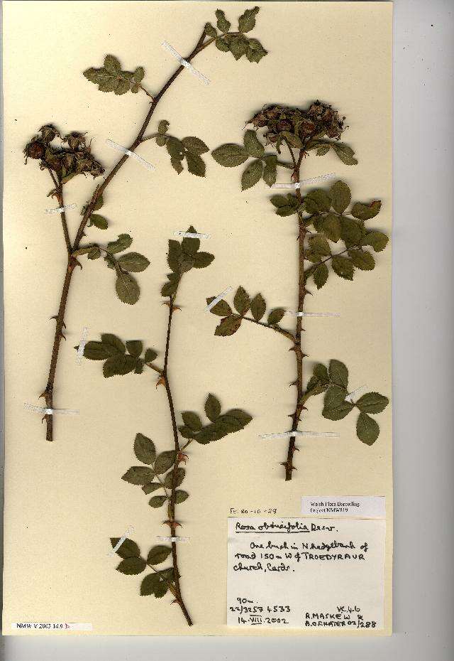 Image de Rosa obtusifolia Desv.