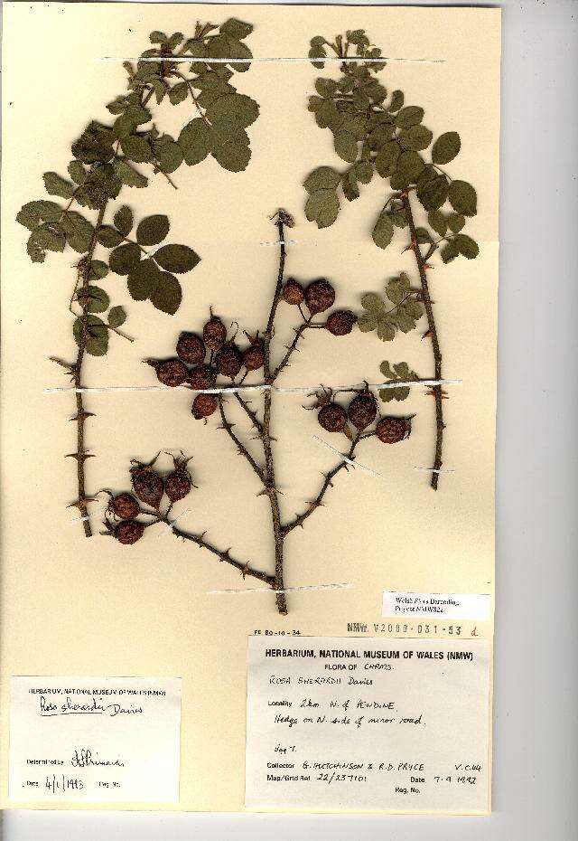 Image of Sherard's downy rose