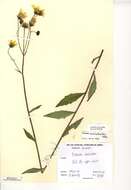 Image of Hieracium scabrisetum (Zahn) Roffey