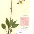 Image of Hieracium glandulidens Sell & C. West