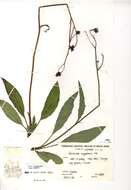 Image of Hieracium argenteum R. E. Fr.