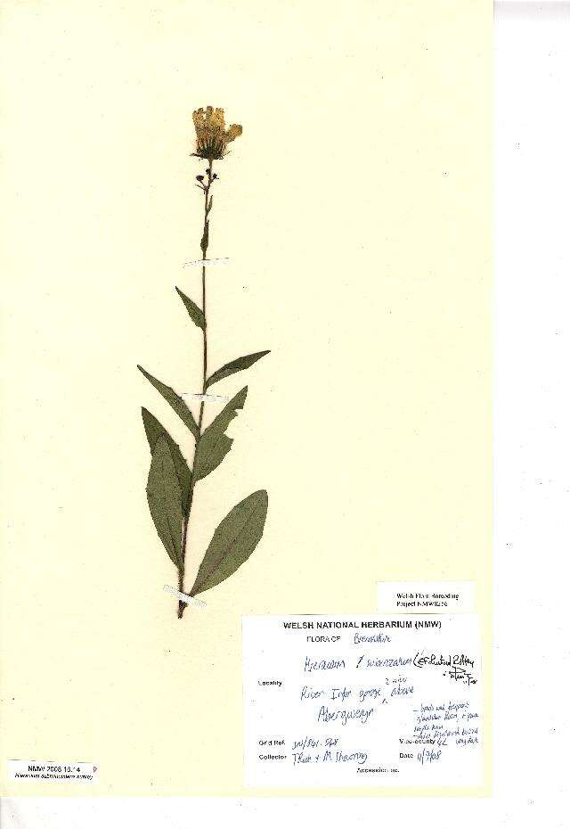 Image of Hieracium subcrocatum (E. F. Linton) Roffey