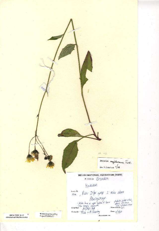 Image of Hieracium lachenalii subsp. argillaceum (Jord.) Zahn