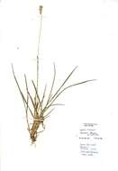 Image of blue moor grass