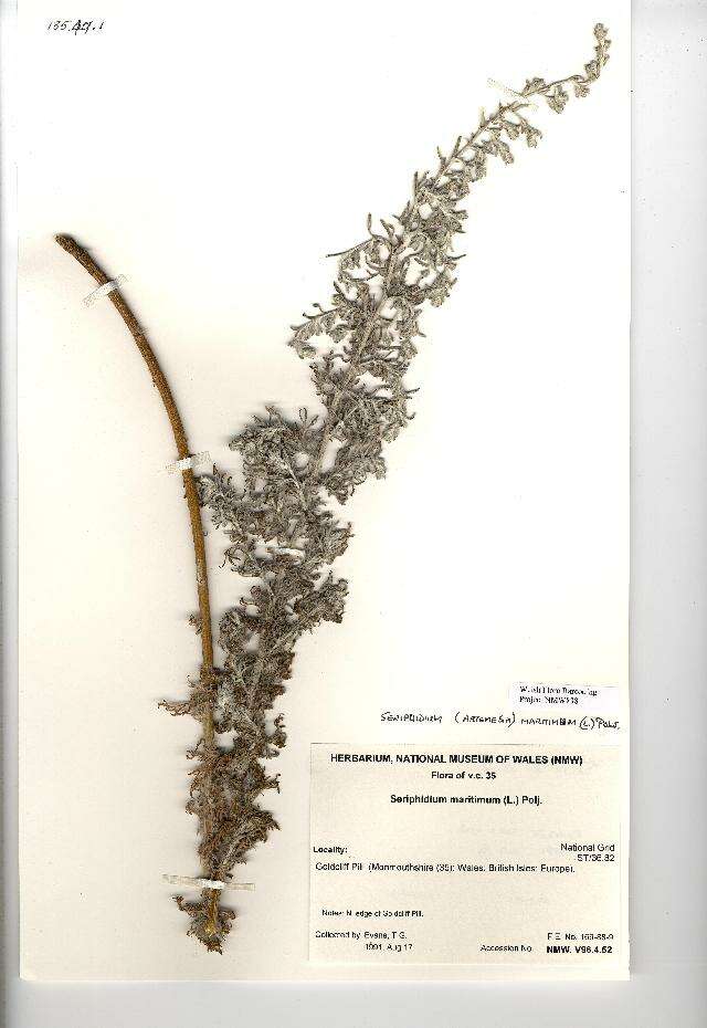 صورة Seriphidium maritimum (L.) Poljakov