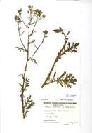 Image of wood groundsel, heather groundsel