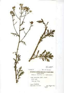 Image of wood groundsel, heather groundsel