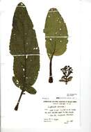 Imagem de Scrophularia auriculata L.