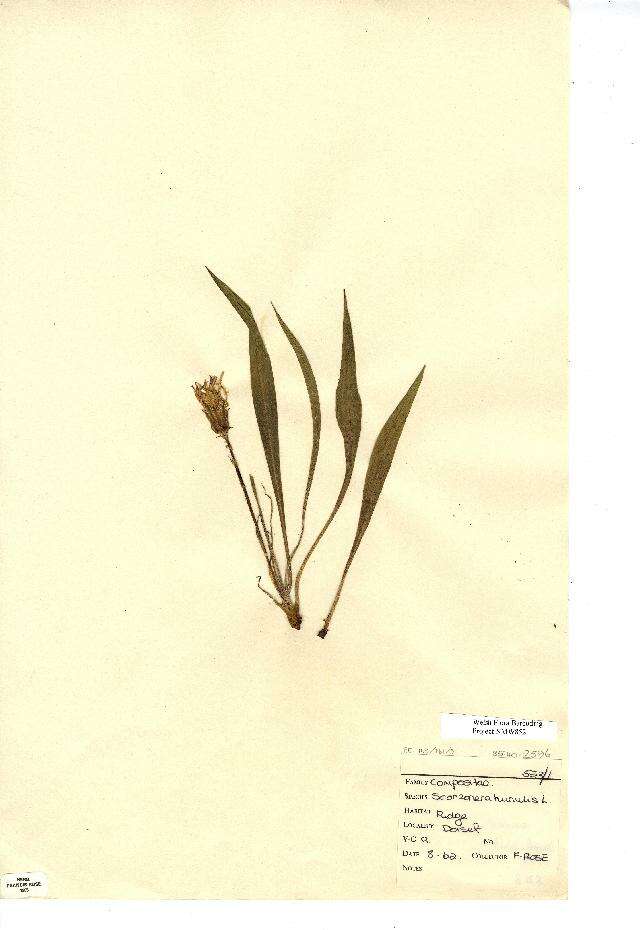 Image of Scorzonera humilis L.