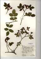 Image of dog rose