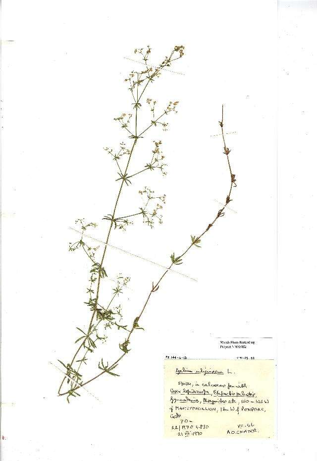 Image of Fen Bedstraw