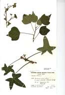 Image of English ivy