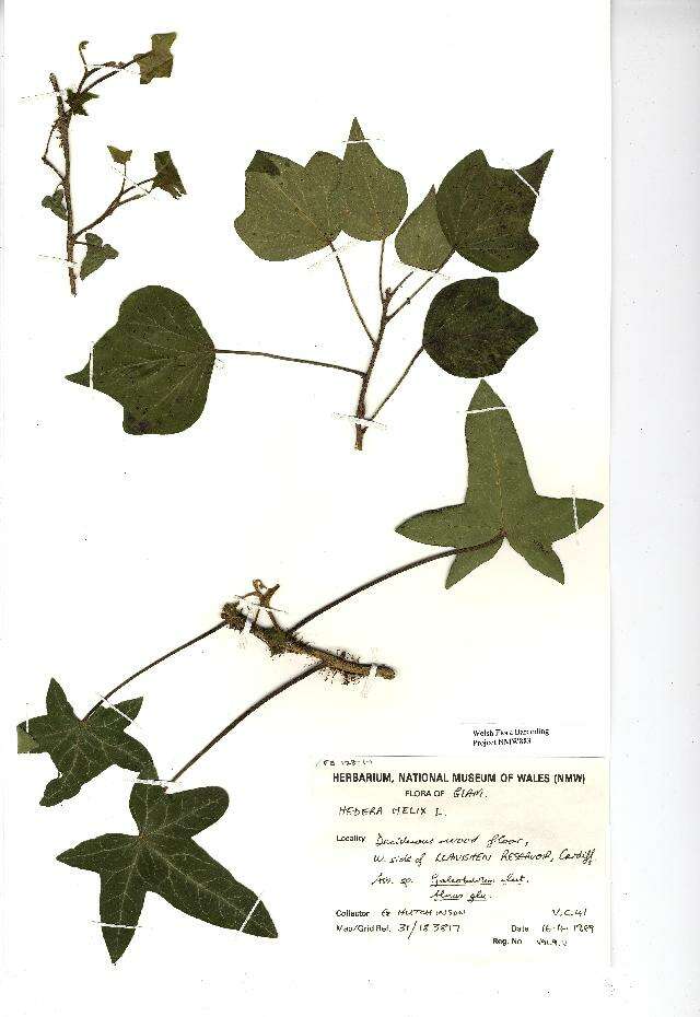 Image of English ivy