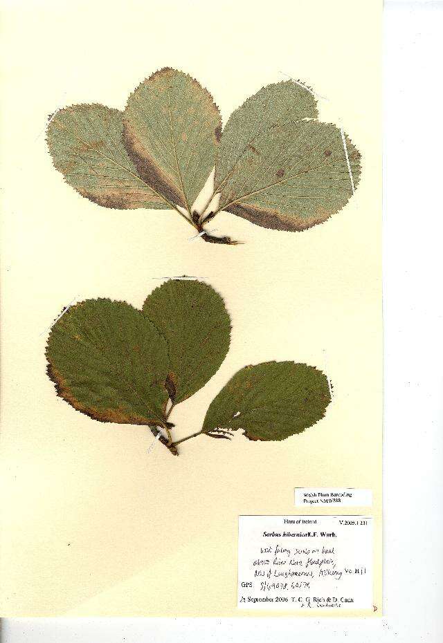 Image of Aria hibernica (E. F. Warb.) Sennikov & Kurtto