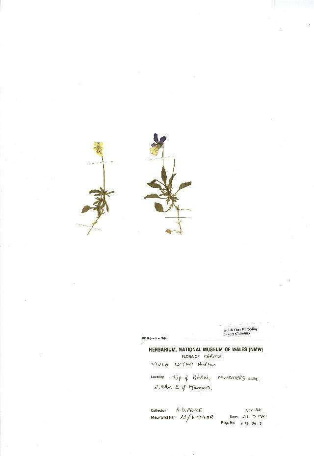Image of Mountain Pansy